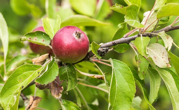 Apple close-up. Sappige, rijpe, rode appel opknoping op een tak in de tuin. — Stockfoto