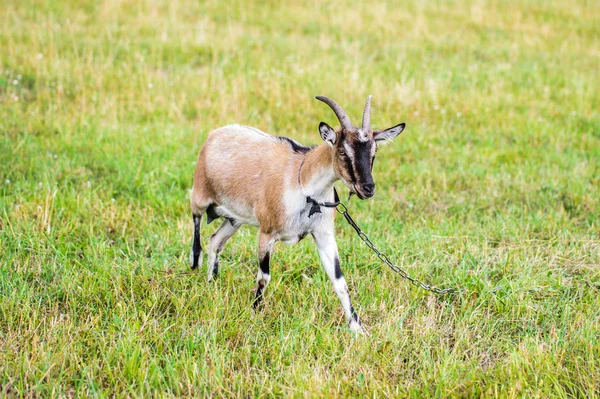 Una cabra joven con una correa roza en un prado . — Foto de Stock
