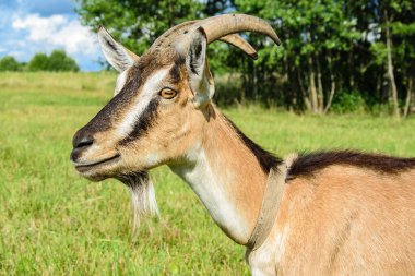 Mera arka plan üzerinde profil closeup bir keçi portresi.