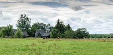 İnekler ormana ve eski barakalara yakın bir çayırda otluyorlar..