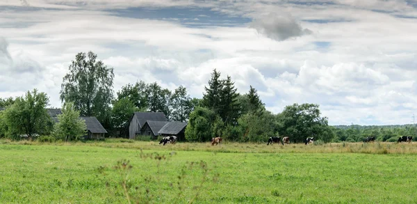 牛は森と古い小屋の近くの草原で放牧する. — ストック写真