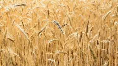 Sonsuz buğday tarlası. Yaz aylarında olgun buğday mahsulü