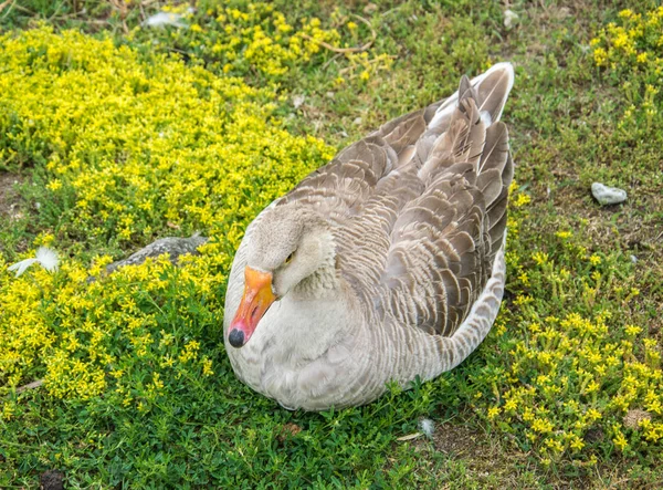 Closeup shot of big grey adult goose, grey goose sits on the grass. Top view — Stock Photo, Image