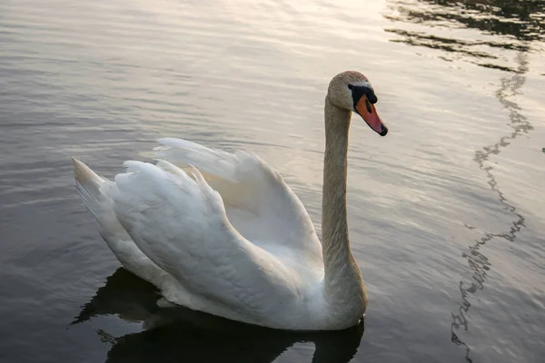 Cisne branco nada em uma lagoa em uma noite de verão . — Fotografia de Stock