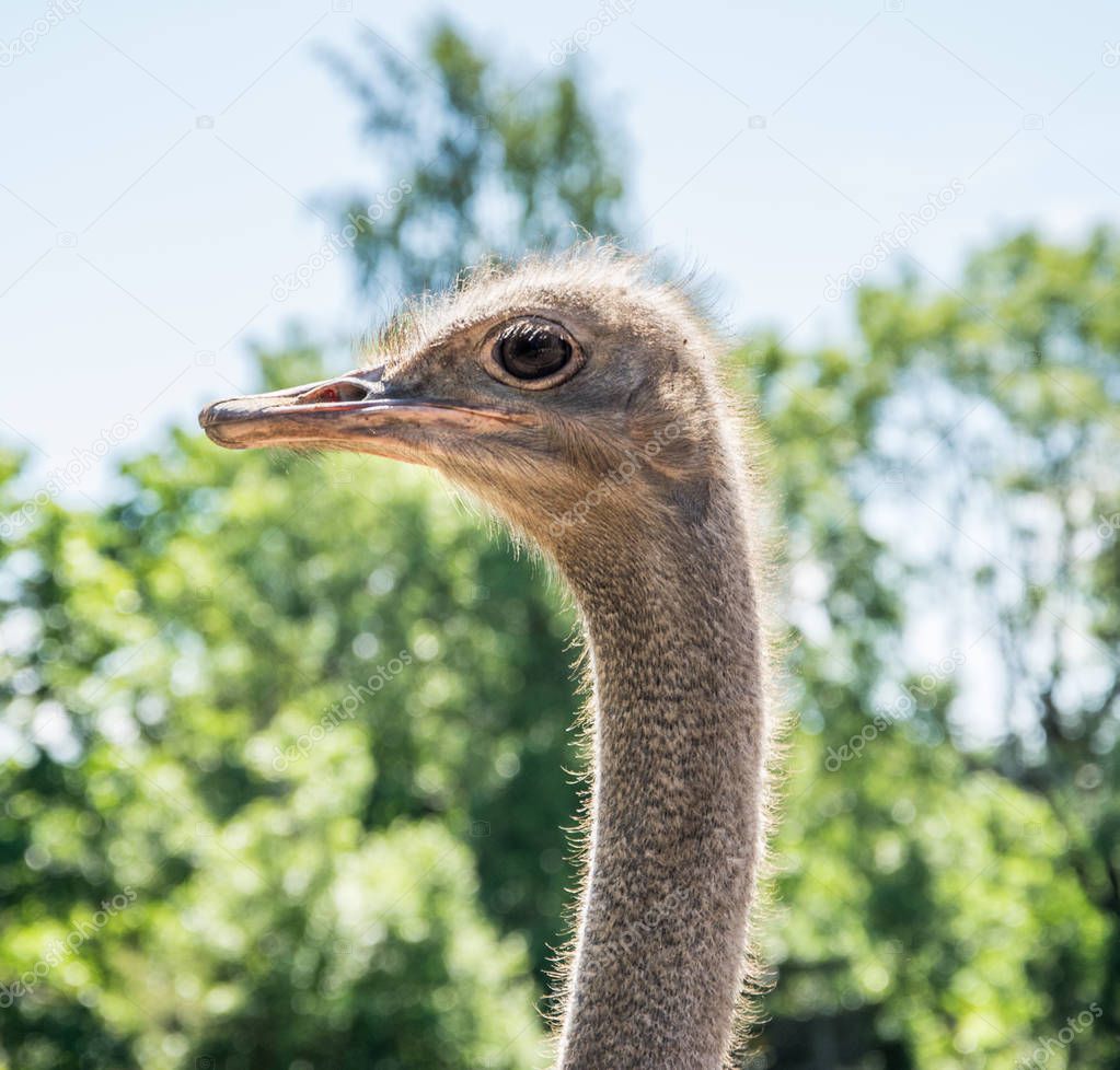 A profile portrait of a cute curious ostrich on a summer day.