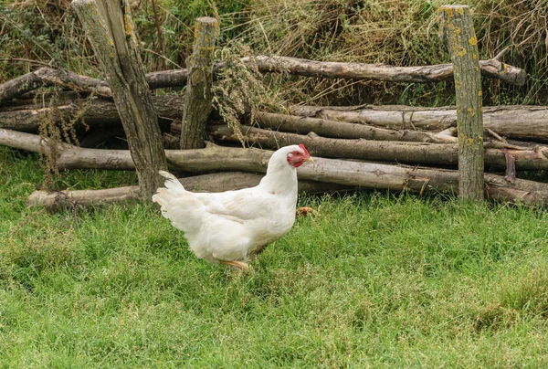 Galinha branca na relva verde. Frango branco caminhando em um jardim de fazenda — Fotografia de Stock