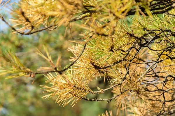 黄色の松の針クローズアップ。太陽に照らされた松の枝. — ストック写真