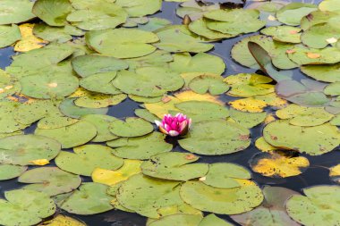Pembe nilüfer çiçekleri sonbaharın başlarında açar..