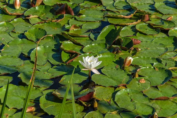 Белая водяная лилия цветет в пруду осенью в сентябре . — стоковое фото