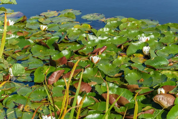 Осенью в пруду цветут белые водяные лилии . — стоковое фото