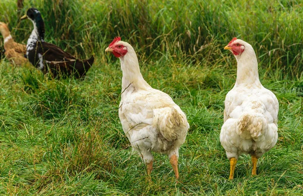 Duas galinhas brancas estão andando na grama verde.Fazenda de aves. Duas galinhas brancas estão andando na grama verde . — Fotografia de Stock