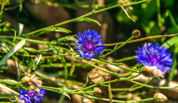 Knapweed Centaurea scabiosa or greater knapweed blue flower growing in the field, Cornflower. — Stock Photo, Image