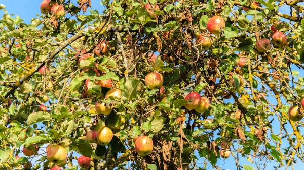 Een rijke oogst van appels op een oude appelboom. — Stockfoto