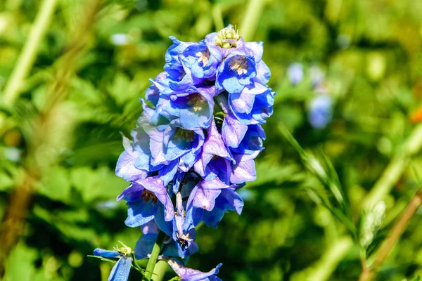 Blue delphinium flower close-up on a bright sunny day. — Stock Photo, Image