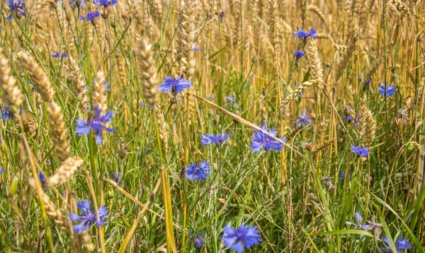 Gold cereal field with blue cornflowers close-up. — ストック写真