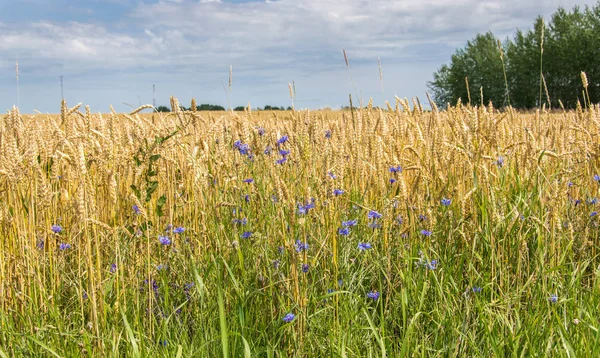 Céu azul claro acima do campo de cereais dourados . Imagem De Stock