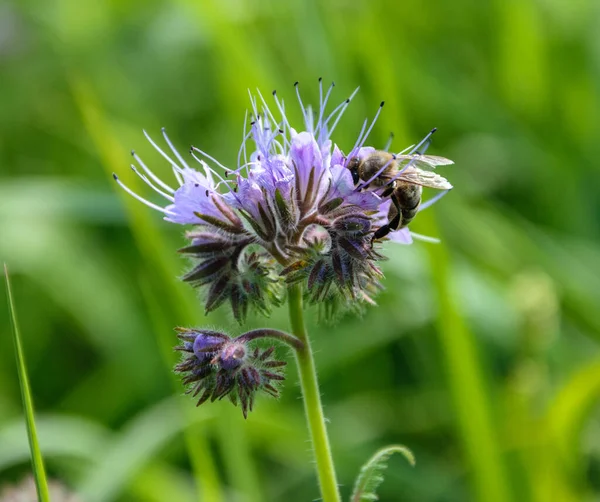 A bee collects nectar from a purple phacelia flower — Stock Photo, Image