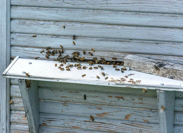Pracující včely blízko včelího úlu v jasný slunečný den. — Stock fotografie