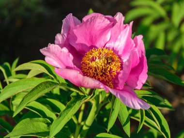 Arı nektarı toplayan yakın plan pembe şakayık çiçeği.