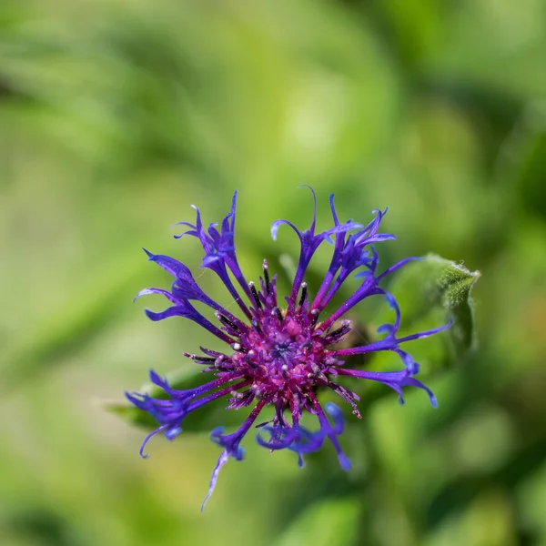 Head Blue Cornflower Blurry Green Background Shot — Stock Photo, Image