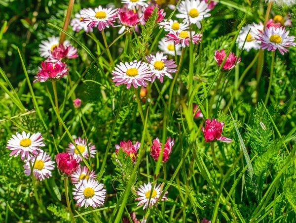 Helles Buntes Fragment Einer Grünen Wiese Mit Blühenden Gänseblümchen — Stockfoto