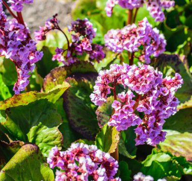Pembe Çiçek Açan Tütsü Çiçeği, Bergenia Crassifolia Kapanışı.