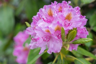 Pembe rhododendron çiçekleri Bir yaz günü yakın plan.