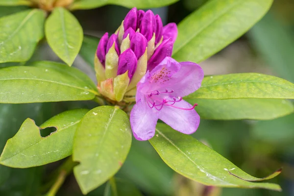 Bourgeons Rose Fleurs Rhododendron Gros Plan Sur Une Journée Été — Photo