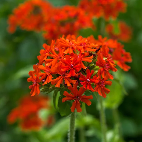 Rote Lychnis Chalcedonica Nahaufnahme auf grünem Hintergrund im Garten — Stockfoto