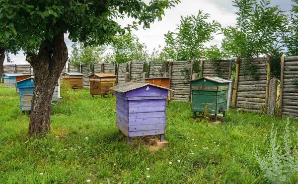 Bunte Bienenstöcke stehen auf dem Gras in einem alten rustikalen Garten. — Stockfoto