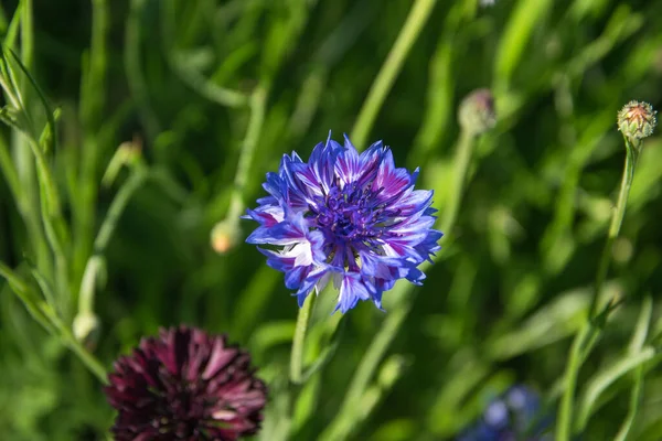 Knapweed Centaurea scabiosa or greater knapweed blue flower growing in the field, — Stock Photo, Image