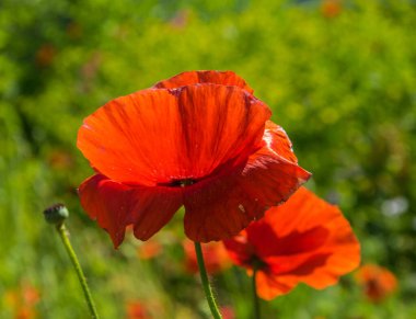 Yeşil arka planda çiçek açan parlak kırmızı gelincik çiçeği.