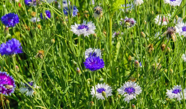 ピンクの花を咲かせる背景 — ストック写真