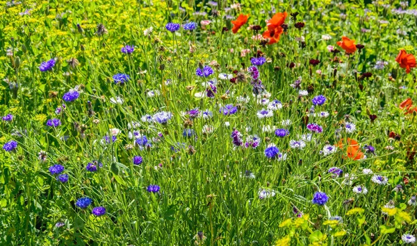 開花草原は青い花と赤いケシで閉じます — ストック写真