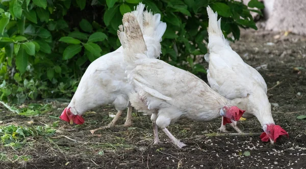 Three white hens peck the spilled grain