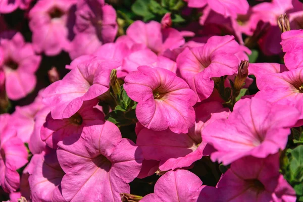 Fond Pétunia Rose Parfait Pour Jardin — Photo