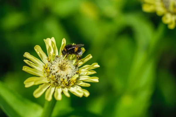 Puszysty Trzmiel Zbiera Pyłek Żółtego Kwiatu — Zdjęcie stockowe