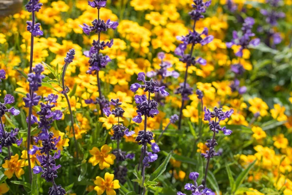 Helle Blumen Background Lavendel Blumen Auf Einem Gelben Blumen Hintergrund — Stockfoto