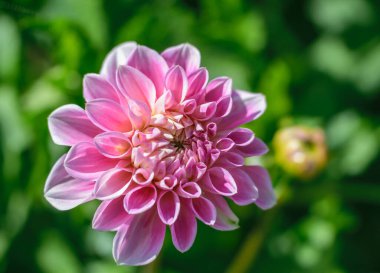 Narin pembe yıldız çiçeği, yeşil doğal arka planda yakın plan.