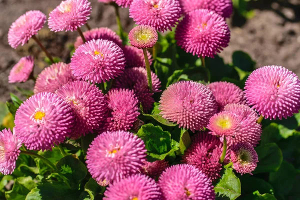 Floraler Hintergrund Von Frottee Gänseblümchen Garten — Stockfoto