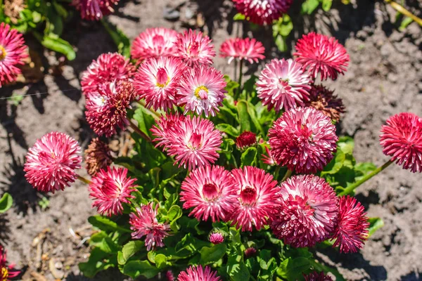Floraler Hintergrund Der Ausdauernden Doppelten Rosa Gänseblümchen — Stockfoto