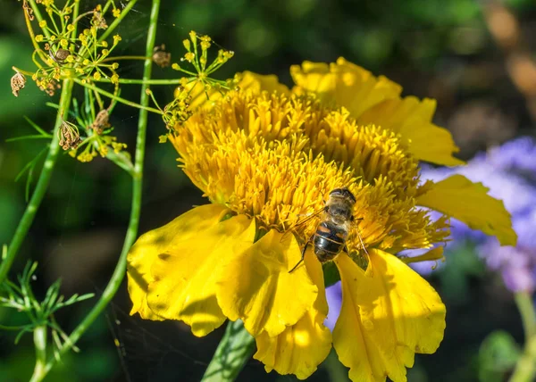 Pszczoła Miodna Siedzi Żółtym Kwiatku Letni Dzień — Zdjęcie stockowe