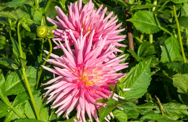 Zwei Leuchtend Rosa Dahlienblüten Garten Einem Sonnigen Tag — Stockfoto