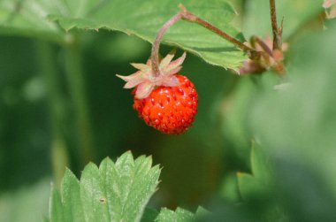 Bush yaz Alp ormandaki tatlı kokulu çilek berry. Lezzetli yabani çilek meyve