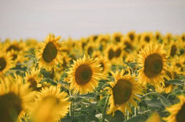 Çok parlak sarı ayçiçeği günbatımı yaz Field