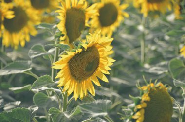 Çiçek açan yaz tarlasında yemyeşil sarı ayçiçeği