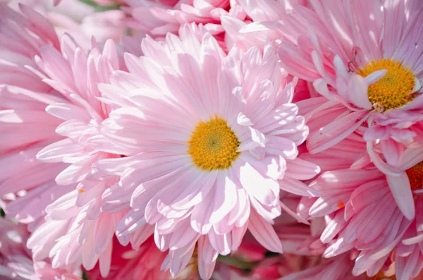 Delicate Pink Chrysanthemum Flowers Sunny Morning Garden Bright Summer Colors — Stock Photo, Image