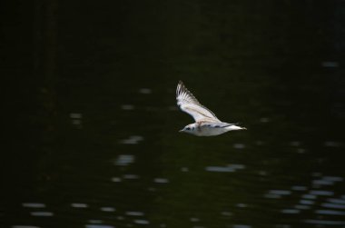 Zarif genç martı siyah su altında uçar