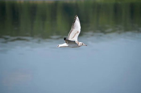 Beautiful grey gull flying under the lake surface