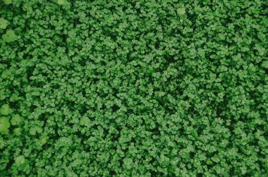 Yonca otunun koyu yeşil arka planı. Yaz aylarında Shamrock alanı